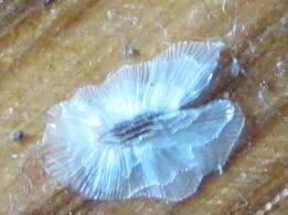 seme di Paulownia tomentosa (Lamiales - Paulowniaceae)